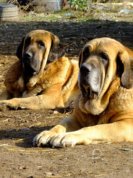 Dogs in Cueto Negro
