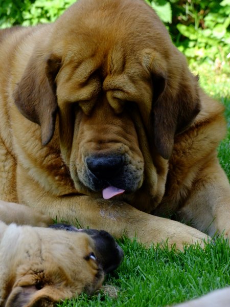 Dali de la Aljabara (17 months old) with daughter 
