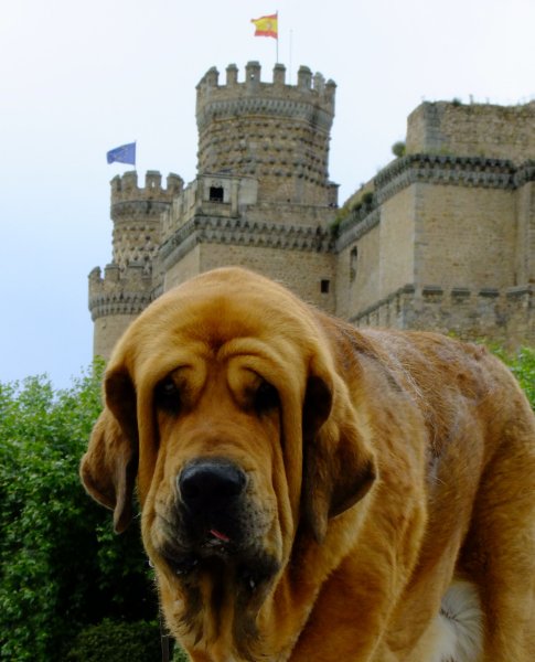 Dali de la Aljabara (15 months ) in Spain
Bruno de las Canadas x Ulia de la Aljabara
