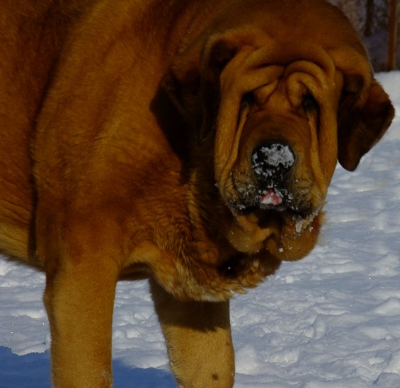 Dali de la Aljabara 3 years
Keywords: tornado snow nieve