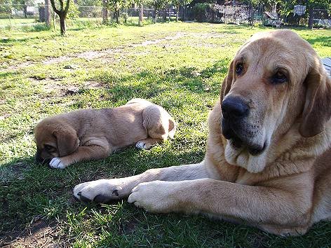 Druso de la Aljabara + Doug Tornado Erben
7,5 months puppy + 7 weeks old puppy  

Keywords: puppy cachorro tornado