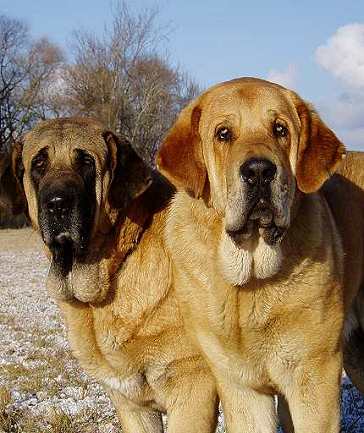 Pepa & Don
5 years old Pepa de Valdejera and 11 months old Druso de la Aljabara  

Keywords: head portrait cabeza tornado