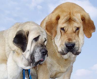 Nice couple
Tecla de Valdejera and Druso de la Aljabara 
Keywords: head portrait cabeza tornado