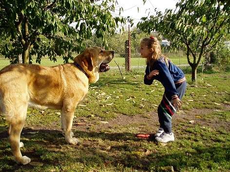 Druso de la Aljabara (7,5months) with Tereza
Keywords: kids puppy cachorro tornado