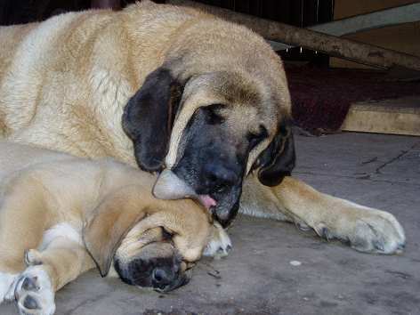 Doug Tornado Erben with mother Pepa de Valdejera
Pepa is great mother!  

Keywords: puppy cachorro tornado