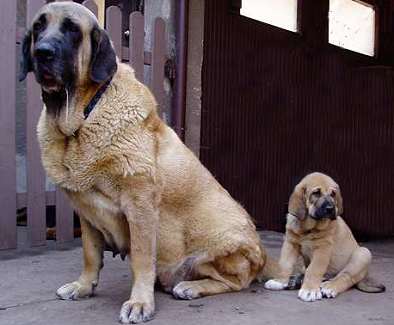 Son with mother
Pepa de Valdejera and 8weeks old Doug Tornado Erben  

Keywords: puppy cachorro tornado