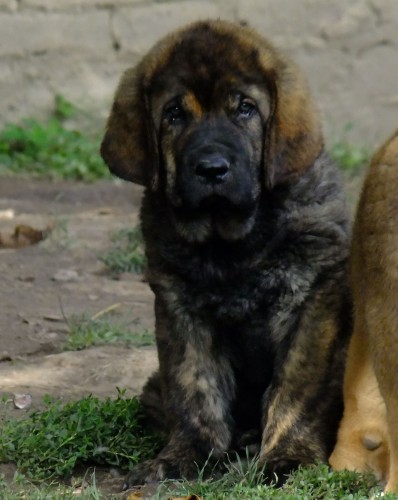 Dracula Tornado Erben 8,5 weeks old 
Dali de la Aljabara x Eleonore Lu Dareva
