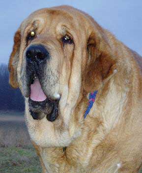 Druso de la Aljabara
father of 20 puppies, grandson of Jorgito de Trashumancia  

Keywords: head portrait cabeza tornado