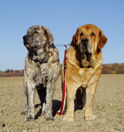 Eleonore Lu Dareva with father Druso de la Aljabara
13 months old Eleonore (80kg) with 5 years old Druso de la Aljabara (105kg)
