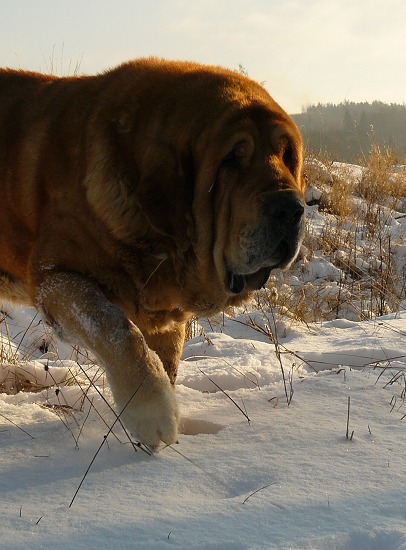 Druso de la Aljabara
nearly  7 years old
Keywords: snow nieve