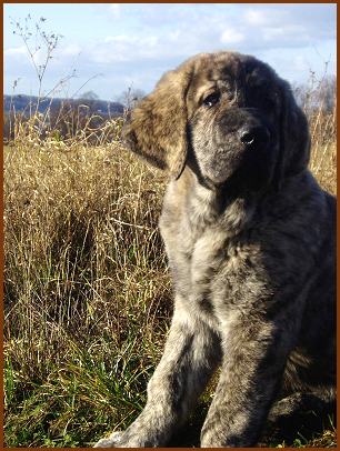 Eleonore Lu Dareva nearly 3,5months
Druso de la Aljabara x Franchesca Mastibe
