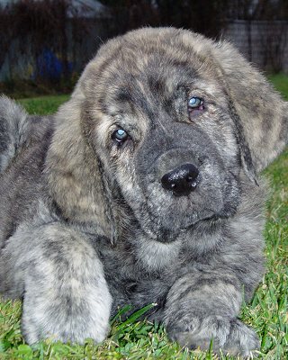 Eleonore Lu Dareva - 8 weeks
Druso de la Aljabara x Ch.Franchesca Mastibe
Keywords: tornado