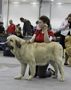 PERLA TORNADO ERBEN (open class) - 'Eurasia 2010', Moscow, 27.03.2010
27.3. 2010 exc.2, res. CAC, res. CACIB
28.3. 2010 exc. 1, CAC, res. CACIB

(Ramonet x Florita Maja Tornado Erben)
Keywords: 2010