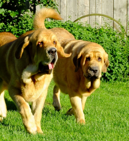 Europa (9,5 months old) and Carerra Tornado Erben 
daughters of Dali de la Aljabara
