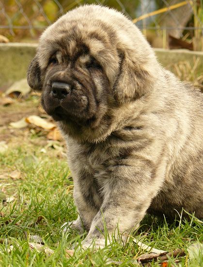 28 days old puppy from Tornado Erben
Ich. Basil Mastifland x Eleonore Lu Dareva
