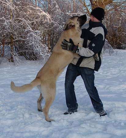 Gina Tornado Erben 8 months
Denis Tornado Erben x Jch. Salma de Cueto Negro 
Keywords: malm snow nieve tornado