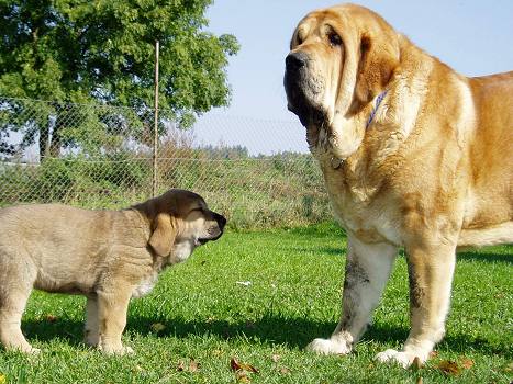 Druso de la Aljabara and Heidy Tornado Erben
Keywords: puppy cachorro tornado