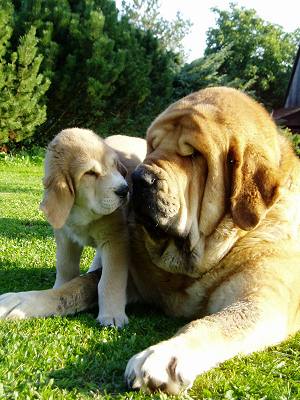 Druso de la Aljabara and Hispana Tornado Erben
Father and daughter.  

Keywords: puppy cachorro tornado