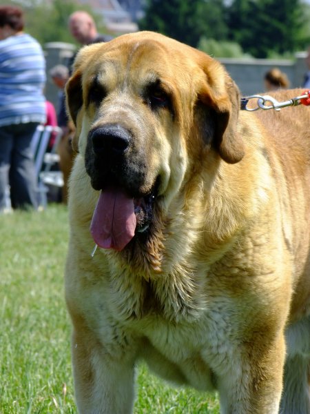 Saimon Jack Tornado Erben: EXC 1, CAC, Club Winner - Open Class Males, Club Show of Moloss Club CZ, Prague, 29.05.2011
Born: 29.10.2008
Druso de la Aljabara x Lois Tornado Erben


Keywords: 2011 tornado