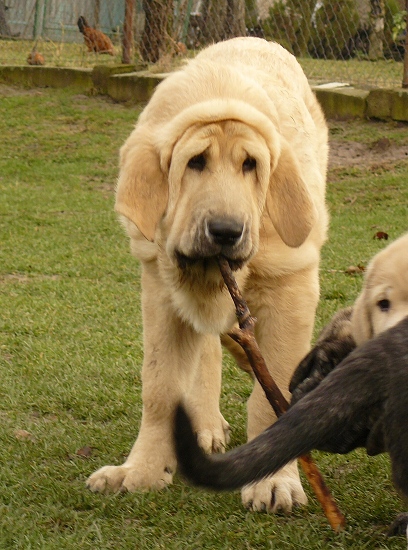 Umberta Lili Tornado Erben 4 months old 
Ugo del Dharmapuri x Lois Tornado Erben

in Lili´s pedigree are these dogs: Perla de Montes del Pardo, Tonio de Montes del Pardo, Pento de las Canadas, Giron de las Canadas, Druso de la Aljabara
