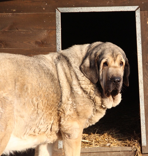 Linda Tornado Erben 10 years
Basil Mastifland x Florita Maja Tornado Erben
Keywords: tornado