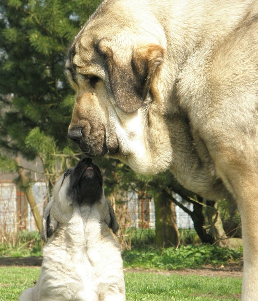 Linda Tornado Erben 15 months with her half-sister
Ich. Basil Mastifland x Ch. Florita Maja Tornado Erben
