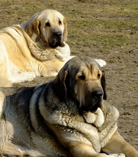 Ich. Lois and Ch. Linda Tornado Erben 4 years old
Basil Mastifland x Florita Maja Tornado Erben
