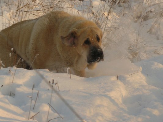 Lois Tornado Erben
Basil Mastifland x Florita Maja Tornado Erben
Keywords: snow nieve