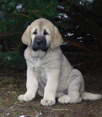 Lois Tornado Erben - 8 weeks
Basil Mastifland x Florita Maja Tornado Erben
Keywords: tornado