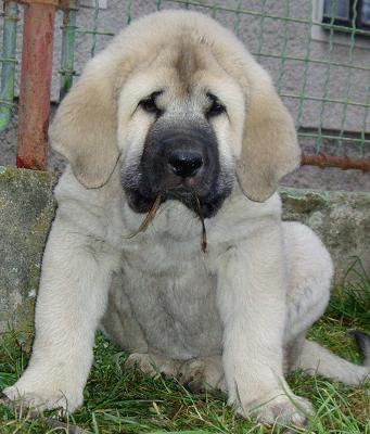 Lois Tornado Erben - 8 weeks
Basil Mastifland x Florita Maja Tornado Erben
Keywords: tornado