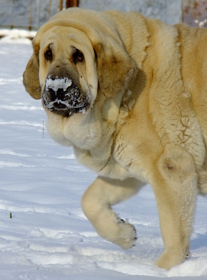 Ich. Lois Tornado Erben
4 years old
