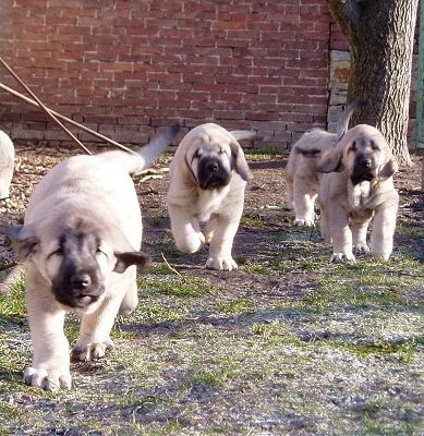 Puppies from Tornado Erben - 7,5 weeks
Keywords: tornado