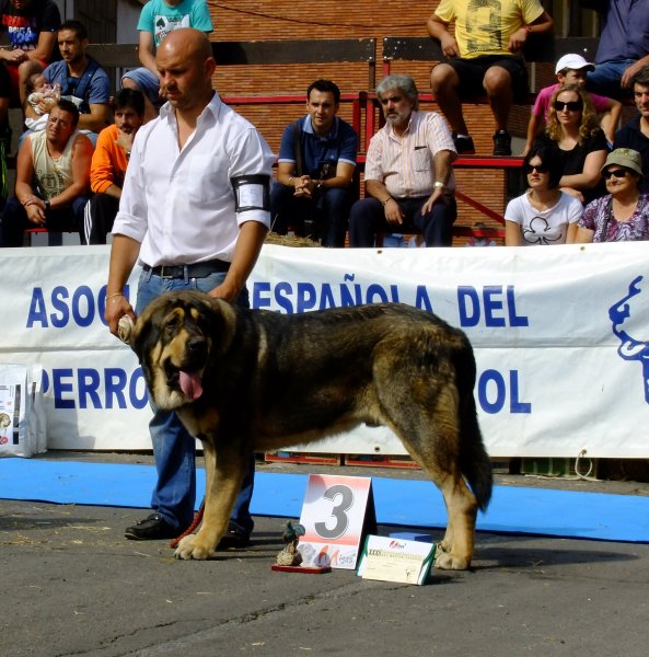 Lago de Riolago - young class males, Villablino 08.09.2012
Tango de Filandon x Batalla de Riolago
Keywords: 2012