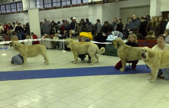 International show Trencin 2008
from the left
Amiga Zazi Bis Mastibe (champion class) - exc.1, CAC, CACIB, BOB 
(Enamorado Ernesto Mastibe x Feya Mastibe)
Lucius Tornado Erben (young class) - exc.1, CAJC
(Basil Mastifland x Florita Maja Tornado Erben)
Ramonet (intermediate class) - exc.1, CAC, CACIB
(Ron de Babia x Trufa de Trashumancia)
Lois Tornado Erben (young class) - exc.1, CAJC
(Basil Mastifland x Florita Maja Tornado Erben)
