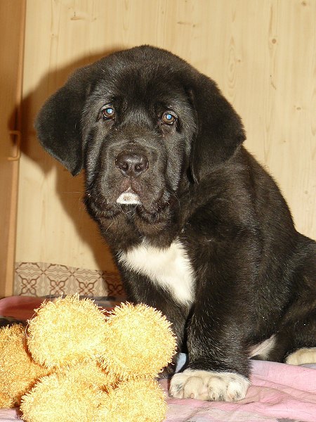 Nalon Bears de Lunava 9,5 weeks
Leno de Fuente Mimbre x Wachata de Lunava
