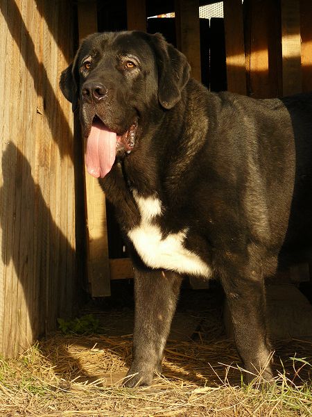 Nalon Bears de Lunava 12 months
Leno de Fuente Mimbre x Wachata de Lunava
