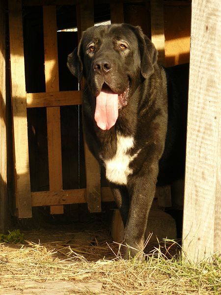 Nalon Bears de Lunava 
12 months

Leno de Fuente Mimbre x Wachata de Lunava
