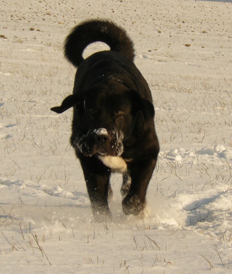 Nalon Bears de Lunava 
13 months 

Leno de Fuente Mimbre x  Wachata de Lunava 
Keywords: snow nieve