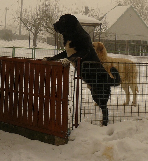 Nalon - perfect guard 
Nalon Bears de Lunava - 14,5 months

Keywords: snow nieve