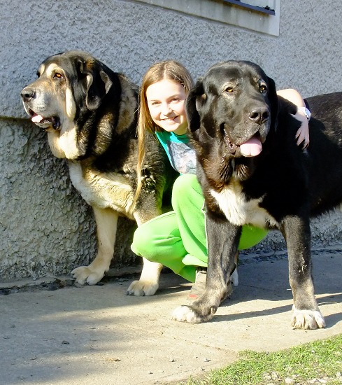 Our duo of black mastines :-)
on the left
Ch. Cassandra Tornado Erben 7years old (Baskervil Mastibe x Salma de Cueto Negro)
on the right
Nalon Bears de Lunava 16 months old (Leno de Fuente Mimbre x Wachata de Lunava)
