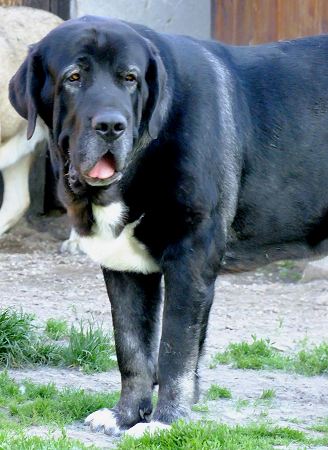 Nalon Bears de Lunava 18 months old
Leno de Fuente Mimbre x Wachata de Lunava
