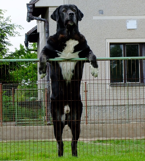 Nalon Bears de Lunava 3,5 years old
