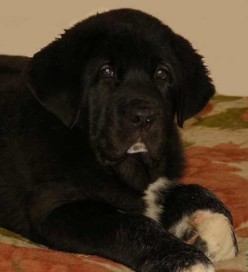 Nalon Bears de Lunava 9,5 semanas
padre: Leno de Fuente Mimbre (Carbonero de Fuente Mimbre x Liana)
madre: Wachata de Lunava (Ch. Mayoral de Hazas de Cesto x Nina de Valdejera)

