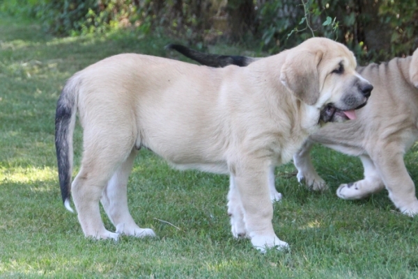 Di Marco Tornado Erben 11,5 weeks old
Jch. Isco de Tierra de Orbigo x ICh. Emily Tornado Erben
Keywords: tornado