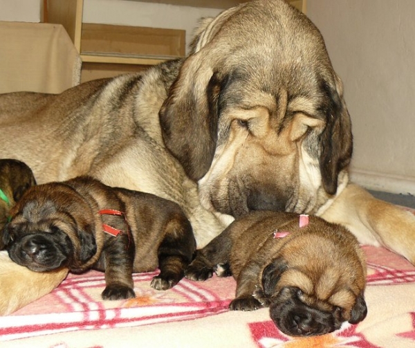 Ch. Linda Tornado Erben con su cachorros (12 días)
padre de cachorros Aragon vom  Eisinger Land
