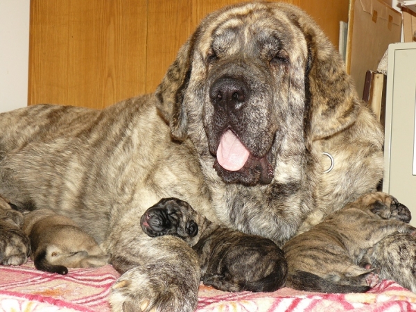 Eleonore with her 1 day old puppies
Eleonore is  giant female (92kg), daughter of Druso de la Aljabara
