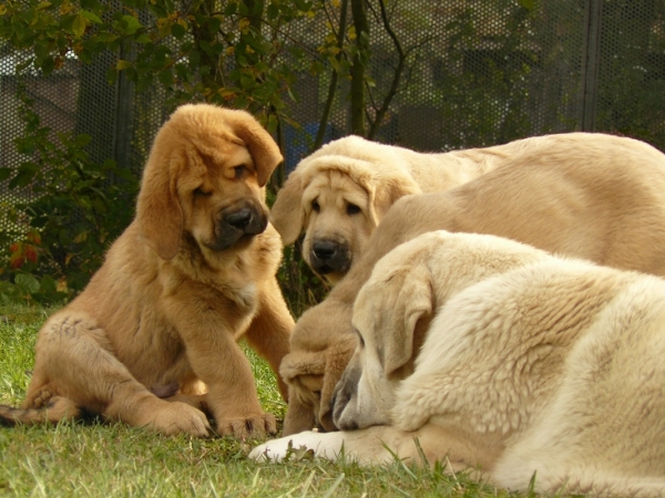 Ugo II, Umberta Lili and Unico Tornado Erben with Syra
2,5 months old puppies from
Ugo del Dharmapuri and Lois Tornado Erben


