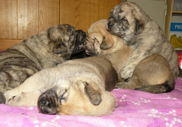 20days old puppies from Tornado Erben
Basil Mastifland  x  Eleonore Lu Dareva
