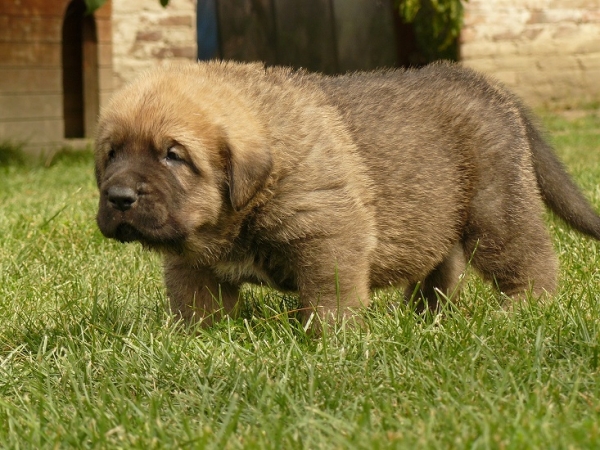 Ugo II Tornado Erben
27 days old

Ugo del Dharmapuri x Ch. Lois Tornado Erben
