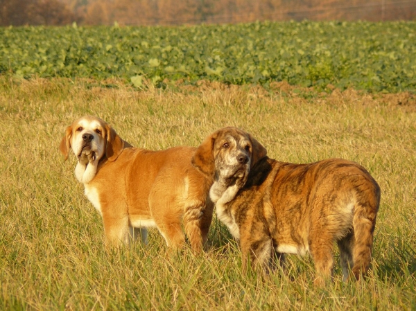 Boys from Tornado Erben
Qerubio and Quanto Tornado Erben 3 months
(Nilo de Campollano x Eleonore Lu Dareva)
